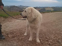 abruzzo mastiff